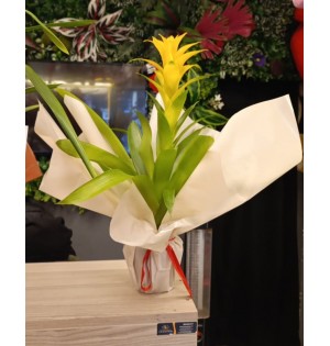 Guzmania Sarı